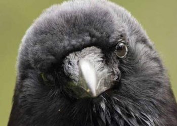 Ey Kargalar! Siz kimsiniz? Kimlerdensiniz?