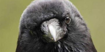 Ey Kargalar! Siz kimsiniz? Kimlerdensiniz?