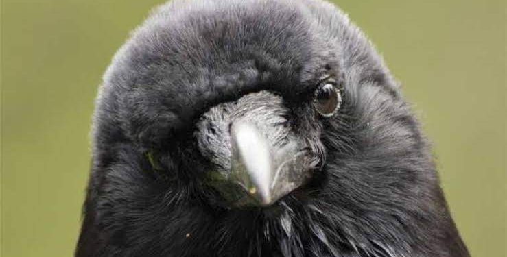 Ey Kargalar! Siz kimsiniz? Kimlerdensiniz?